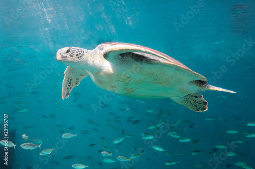 The sea turtle © trainman111
