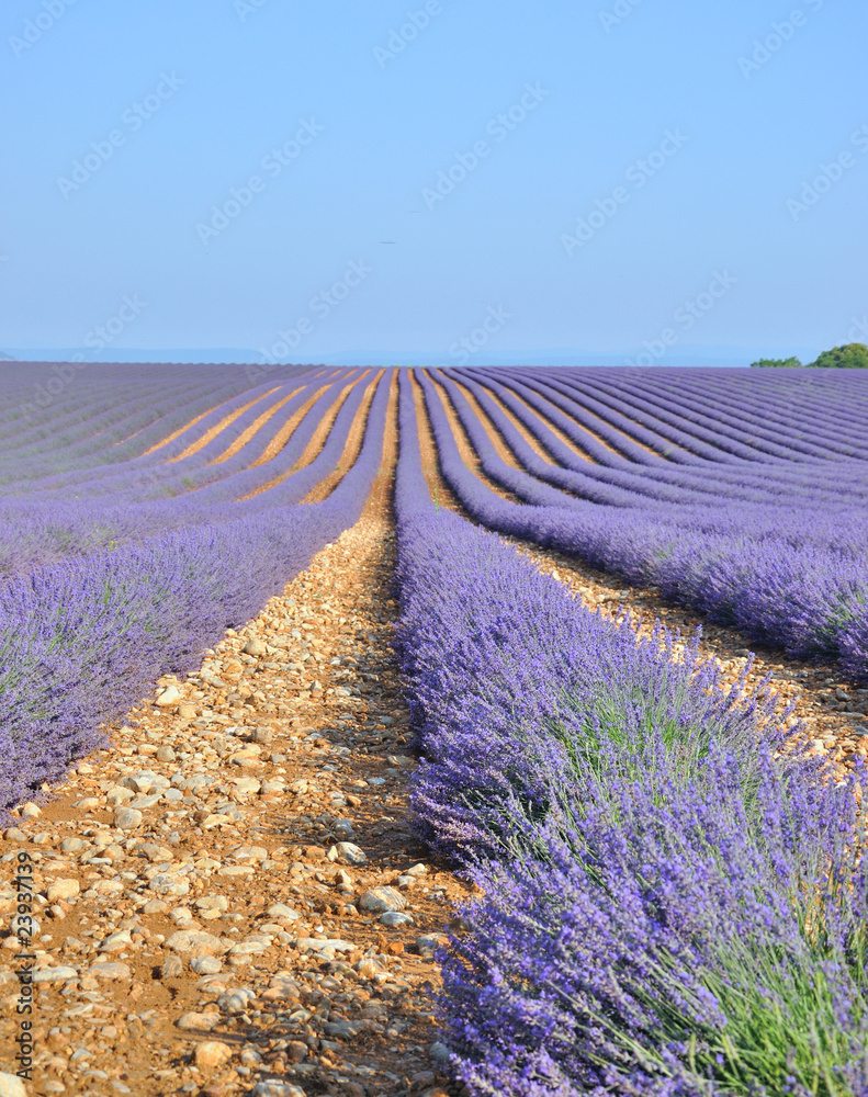 Fototapeta premium Lavande et culture en Provence