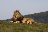 Blonde lion laying down