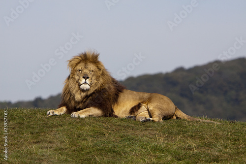 Fototapeta Naklejka Na Ścianę i Meble -  Blonde lion laying down
