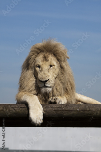 Fototapeta Naklejka Na Ścianę i Meble -  white lion watching something