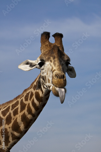 Photography giraffe poking its tongue out.