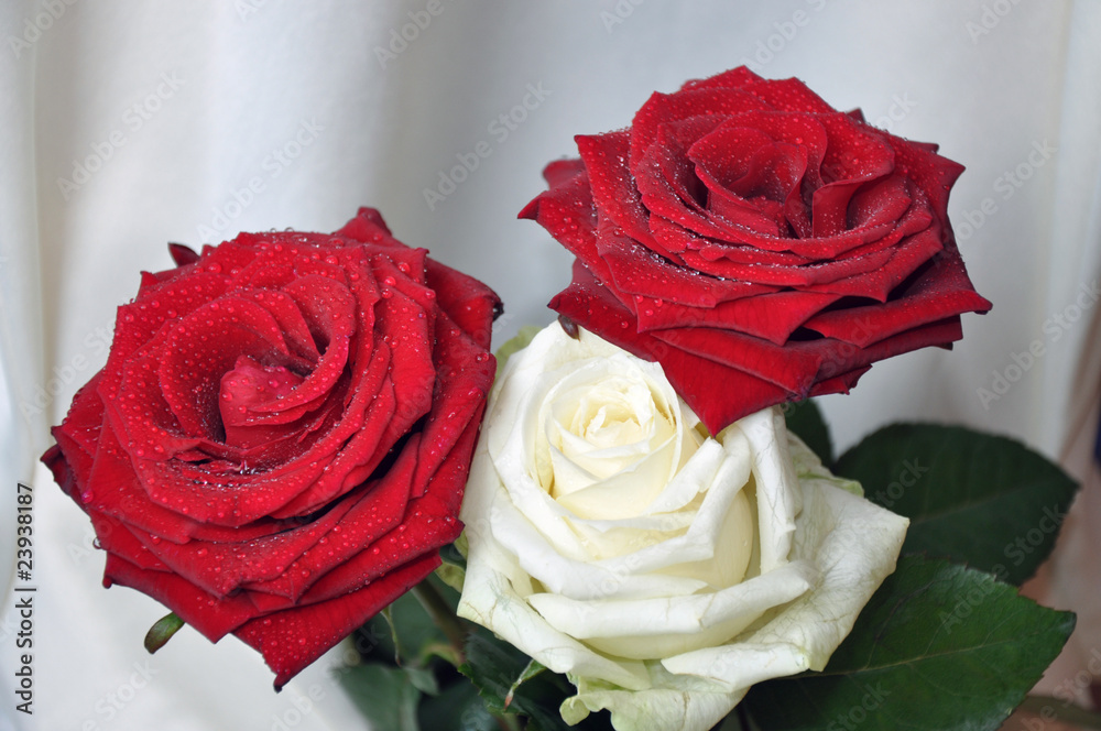 3 Rosen Stock Photo | Adobe Stock