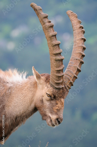 Steinbock