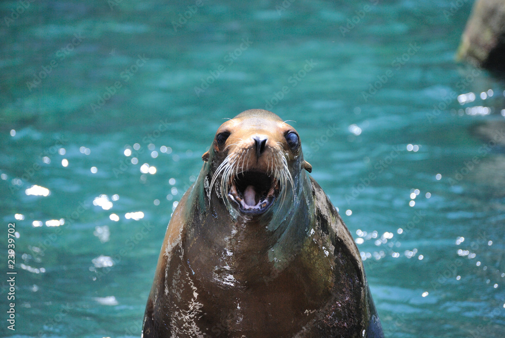 Fototapeta premium Seal