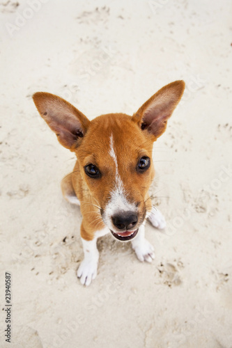 Cute puppy on beach looking up to camera.