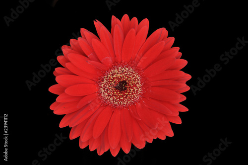 Red Flower Isolated on Black Background