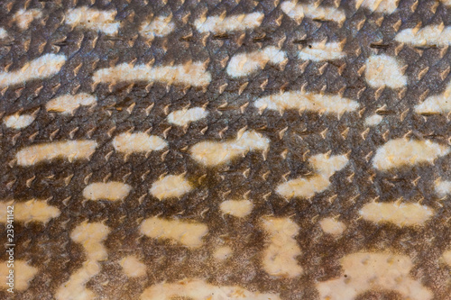 Fotografia Northern pike (Esox lucius) skin close-up