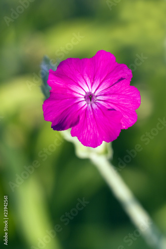 Fototapeta Naklejka Na Ścianę i Meble -  Geranie im Garten