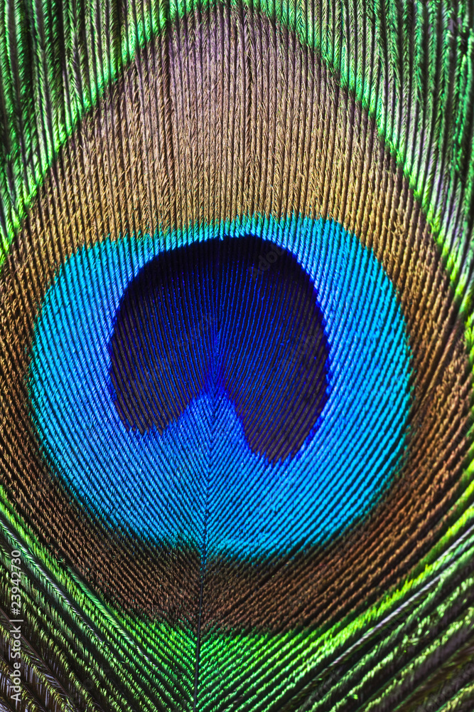 Obraz premium Close up Peacock feather.