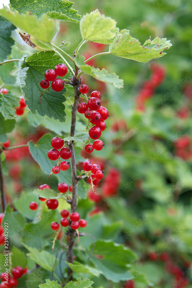 Johannisbeeren