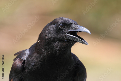 American Crow  Corvus brachyrhynchos 