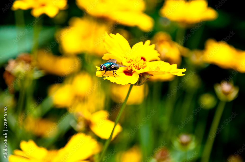 Mouche sur une fleur