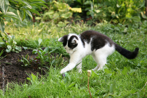 Kitten playing with a ball in the garden