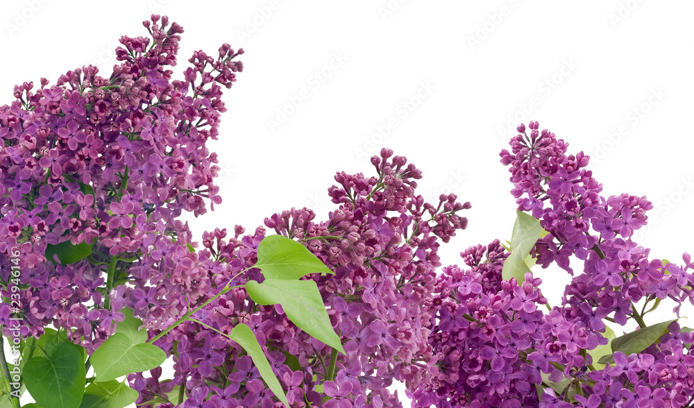 Obraz premium Purple lilac postcard