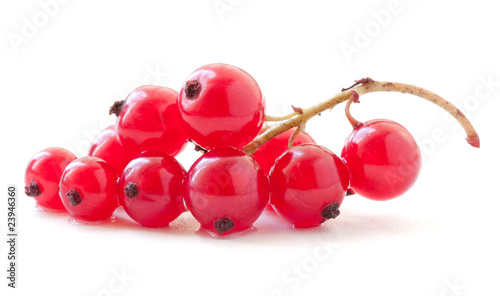 redcurrant on white photo