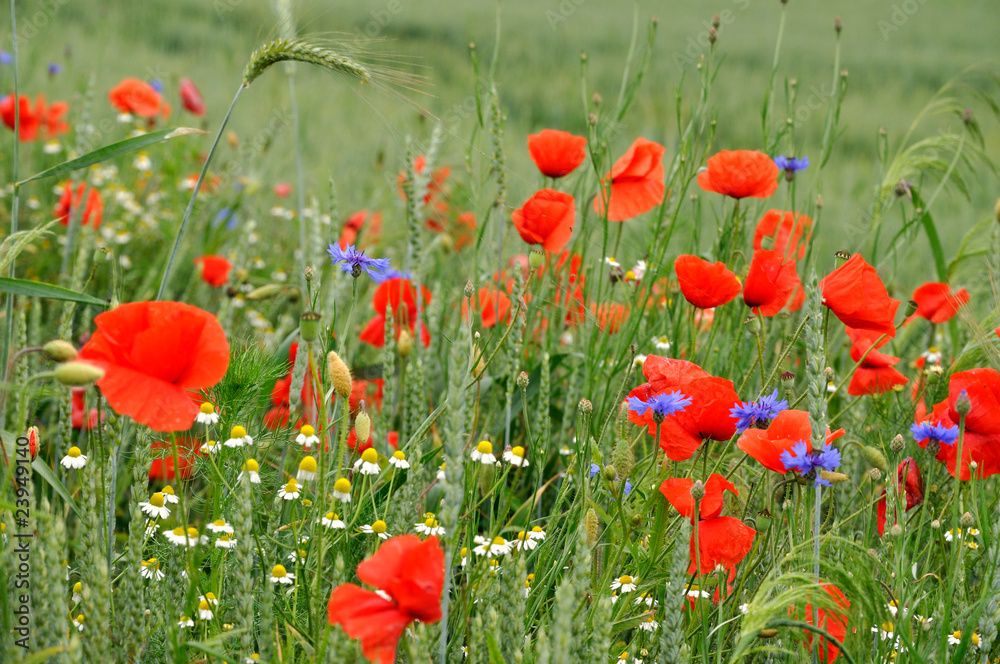 Fototapeta premium red weed