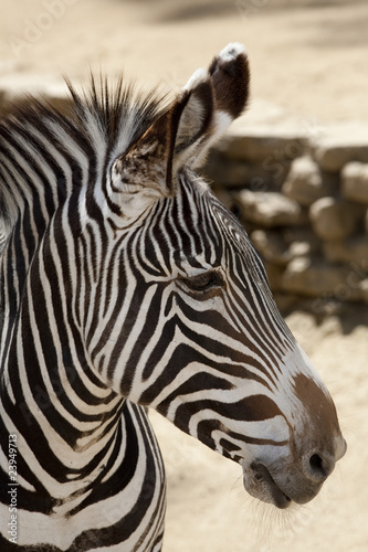 Grevy's Zebra © Jose Gil