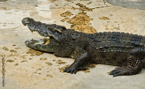 Crocodylidae or crocodile