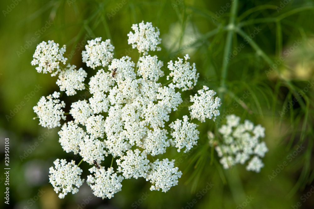 Weiß blühender Fenchel mit Ameisen