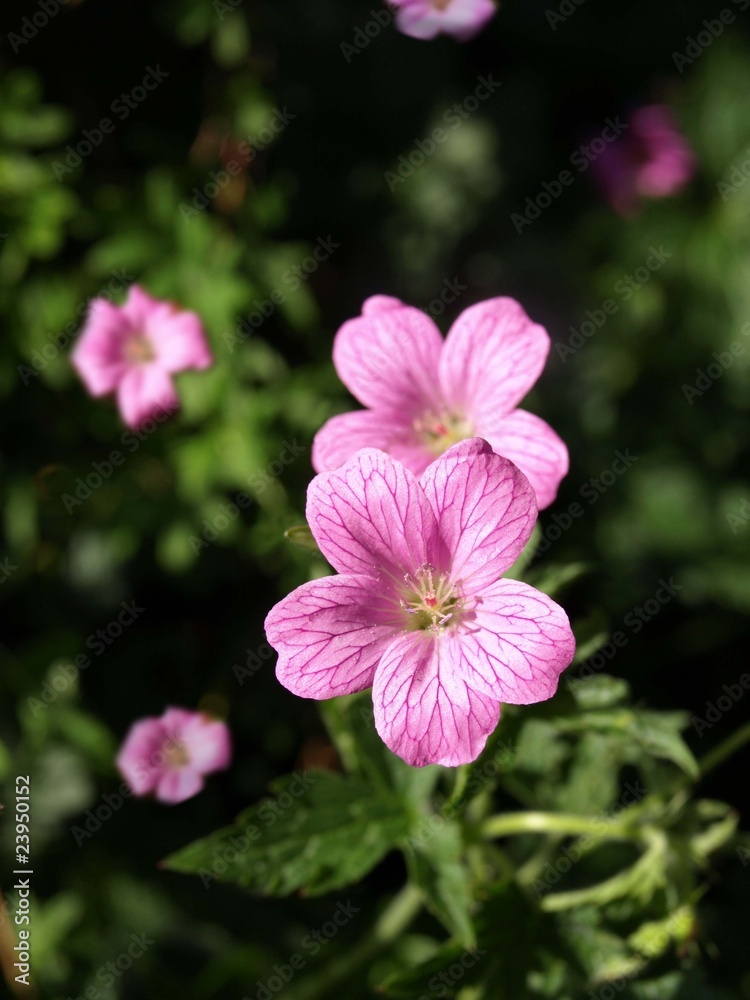 flower in garden flower in garden