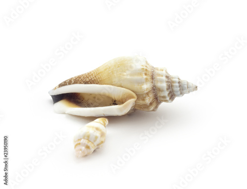 beautiful seashells