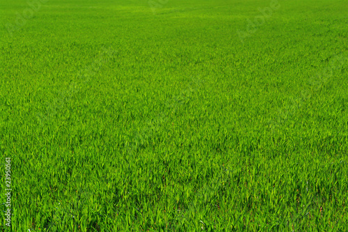 Green grass background © Ievgenii Meyer