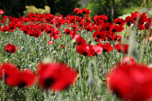 Fototapeta Naklejka Na Ścianę i Meble -  Blood-red Poppies