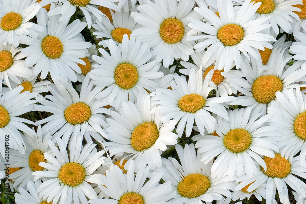 Obraz premium Daisies