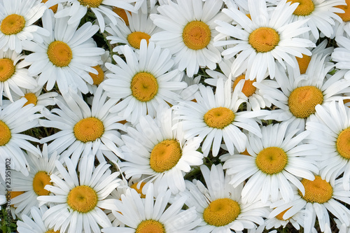 Daisies