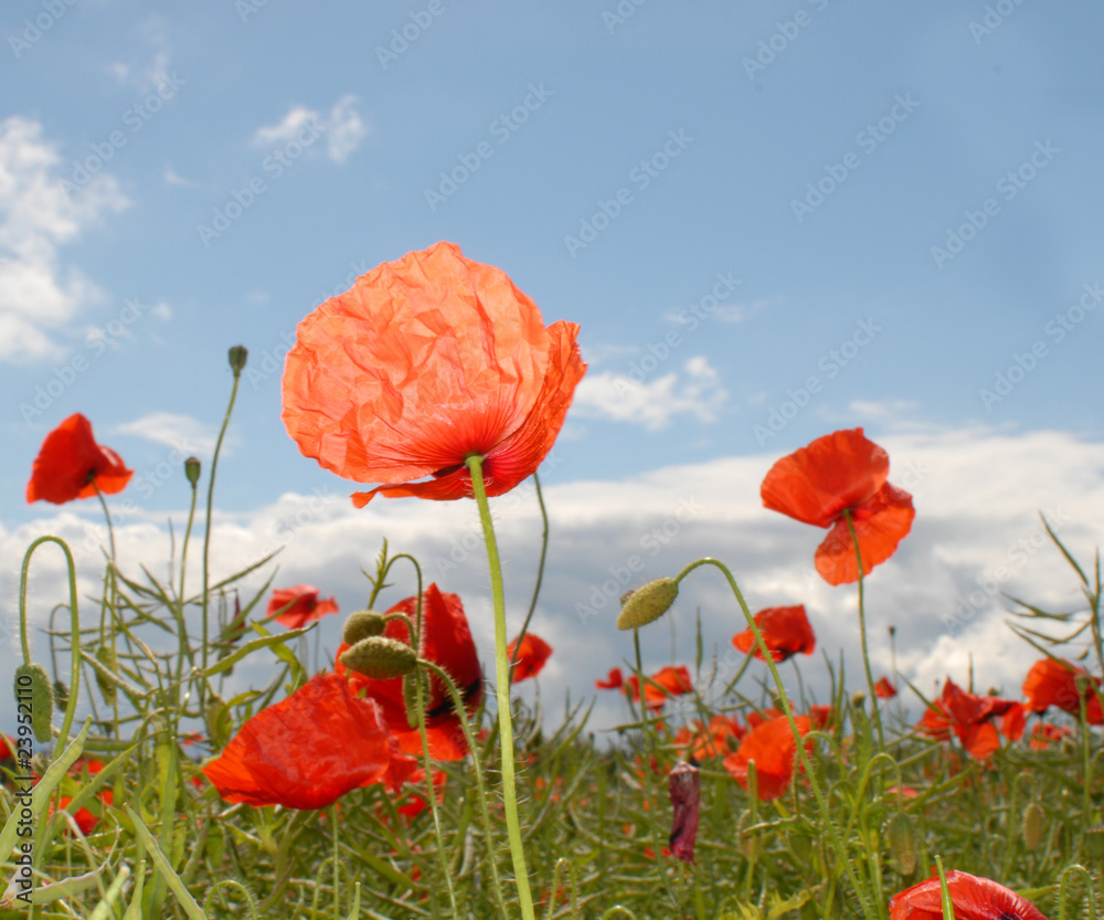 Obraz premium poppies against the sky