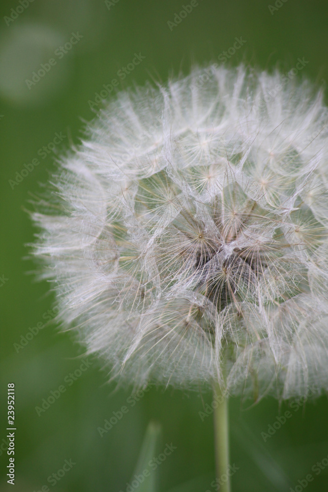 Fototapeta premium pissenlit gros plan