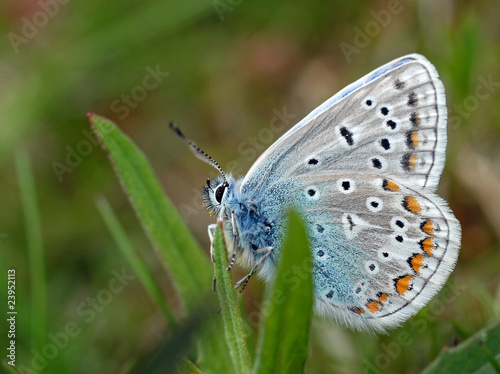 Common blue butterfly © Aynia