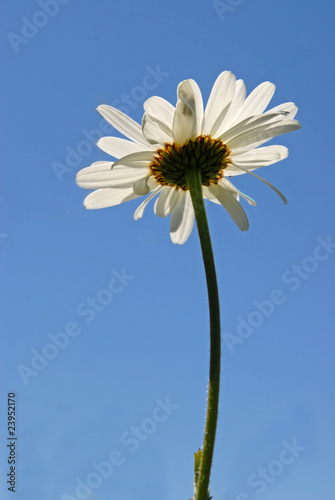 Underside of a single daisy