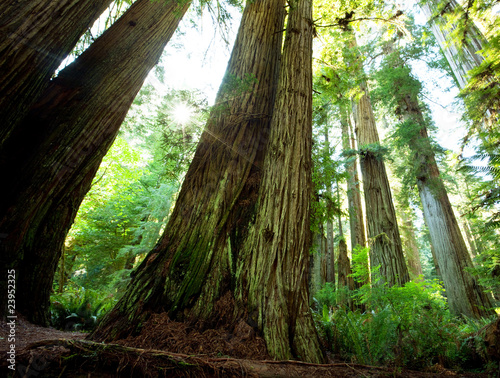 Green forest