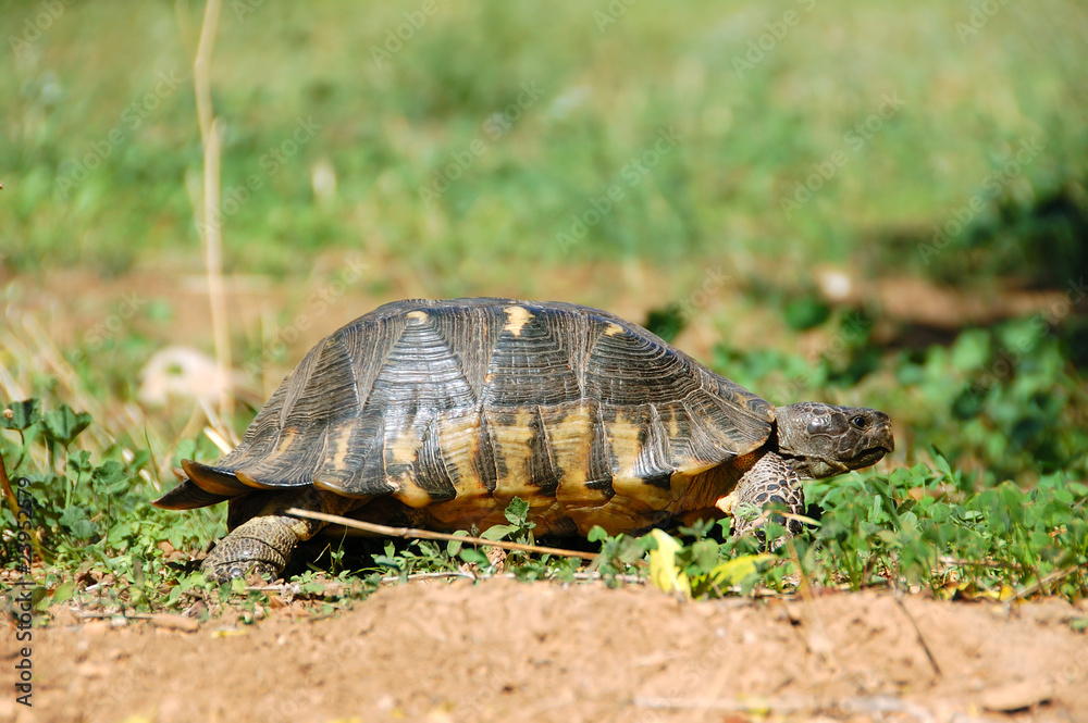 Small forest turtle in natural habitat. Small forest turtle in natural habitat.