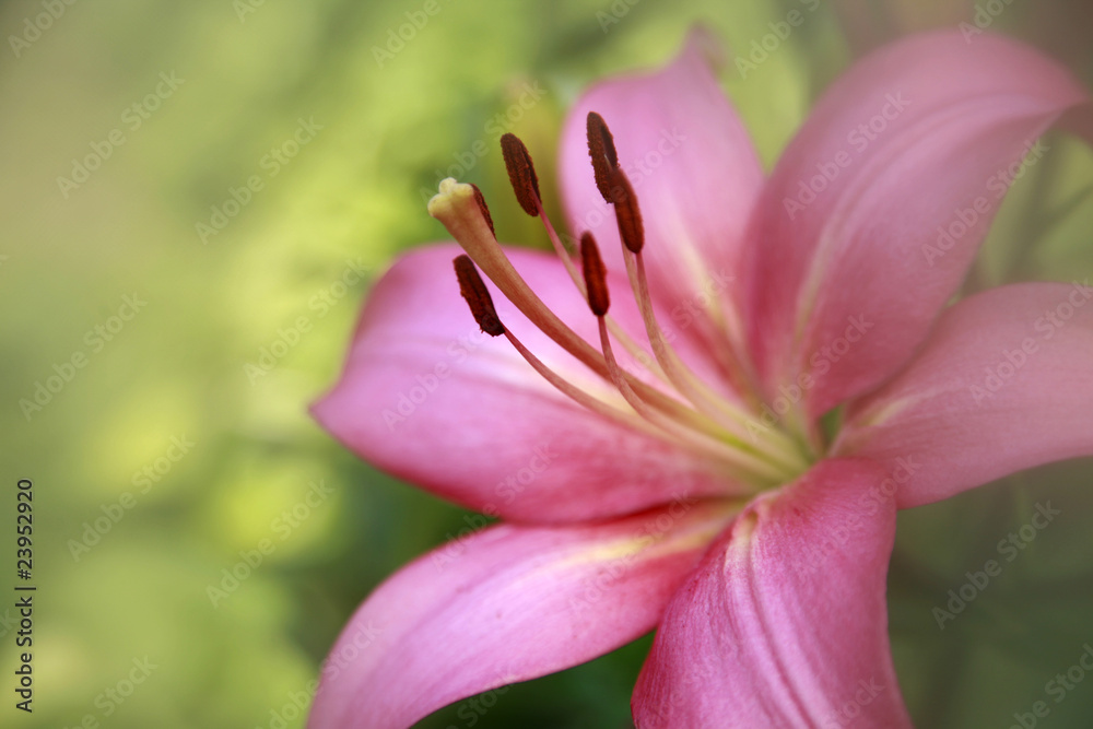 Tender pink lily in mist