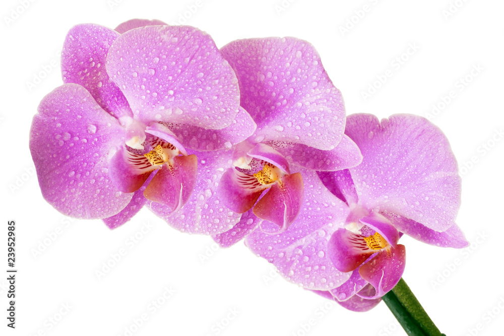 Pink Orchid