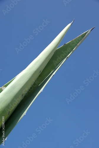 Aloe vera photo