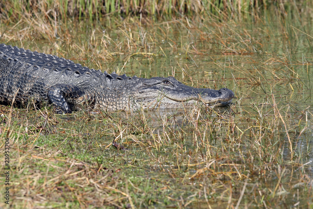 Alligator sonnt sich im.Everglades Nationalpark Alligator sonnt sich im.Everglades Nationalpark