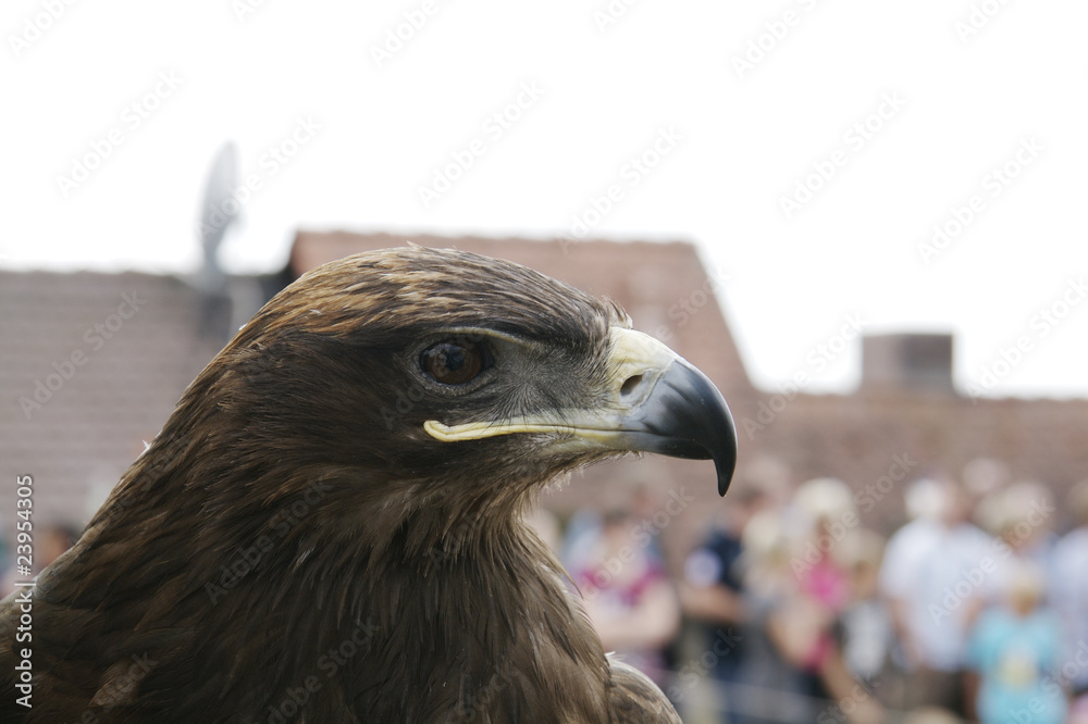 Fototapeta premium Adler