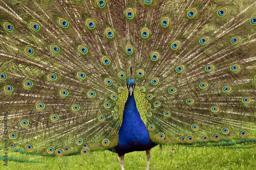 Naklejka premium Peacock spread wings