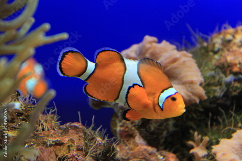 nemo photo