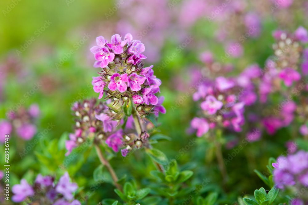 Thymian in Blüte