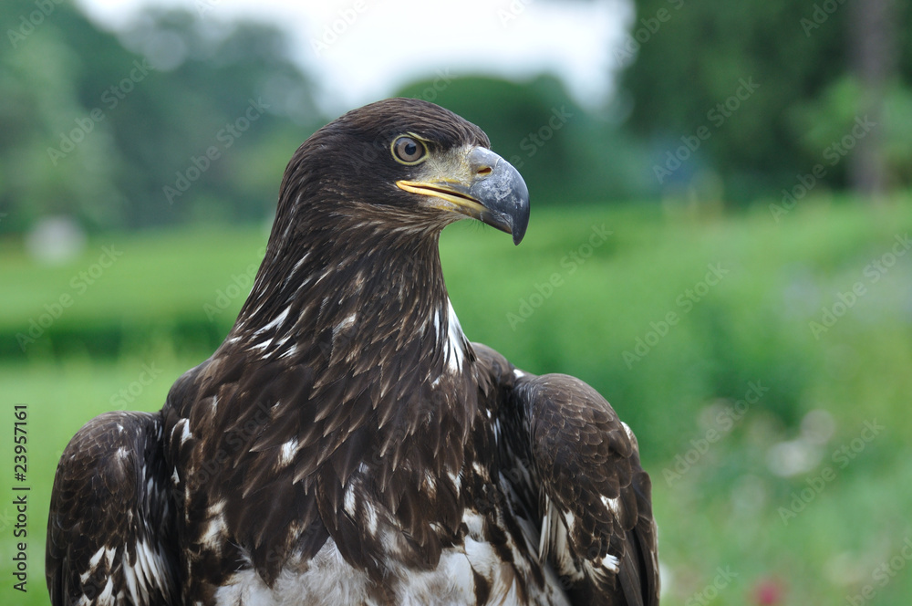 Obraz premium Portrait of eagle
