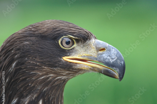 Portrait of eagle