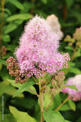 Kolbenspiere Triumphans - Spiraea photo