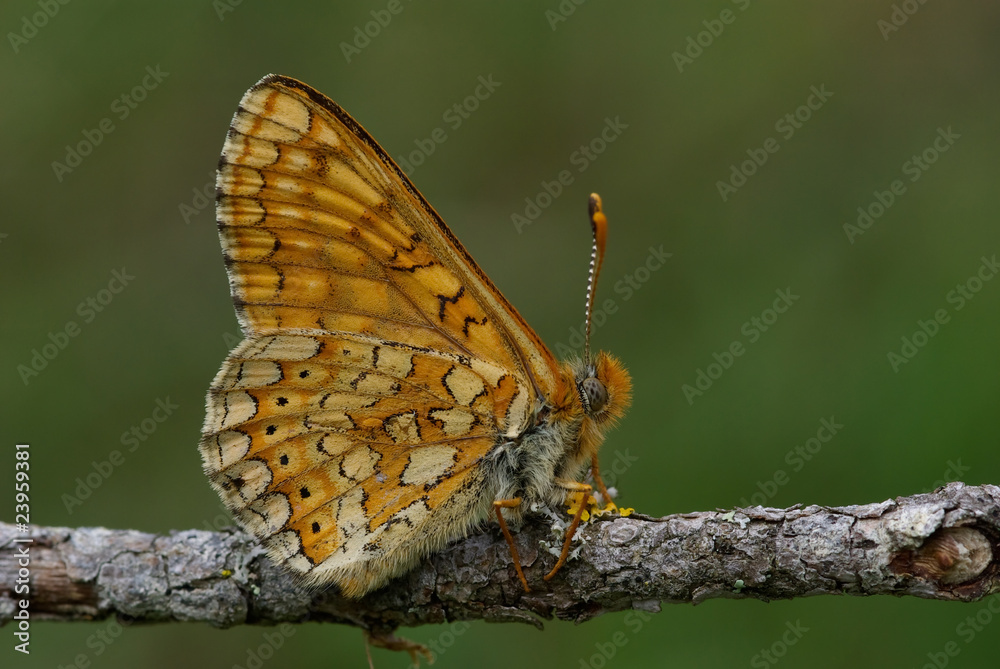 Fototapeta premium Papillon damier de la succise