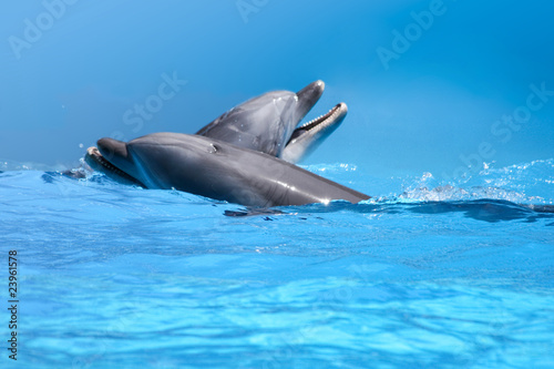 Couple Of Dolphins In The Blue Water