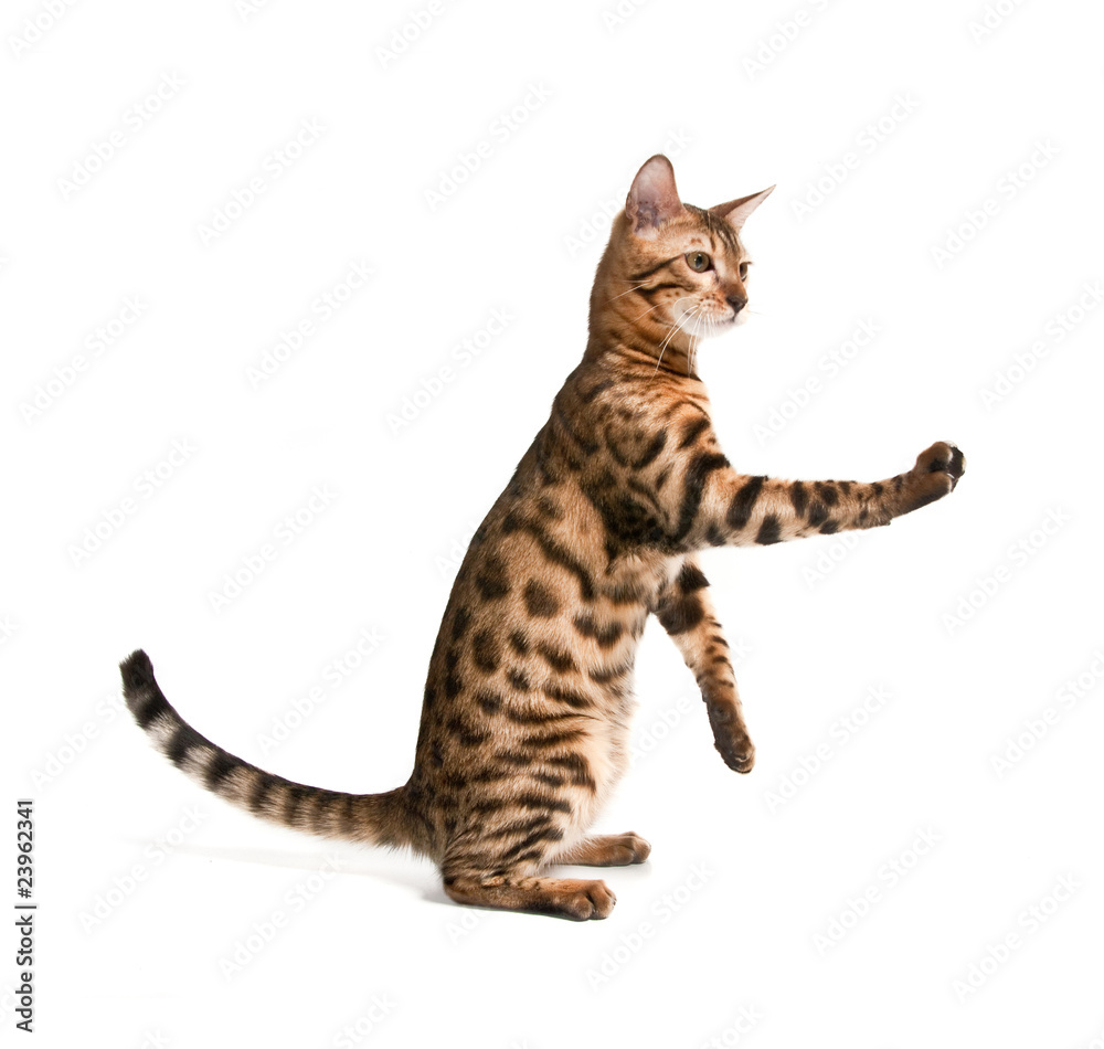 Bengal cat Bengal cat